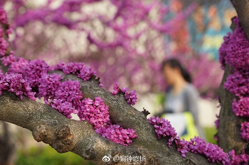 高清：满树繁花竞春光 青岛迎来了紫荆盛花期