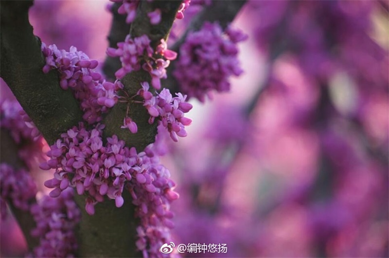 高清：满树繁花竞春光 青岛迎来了紫荆盛花期