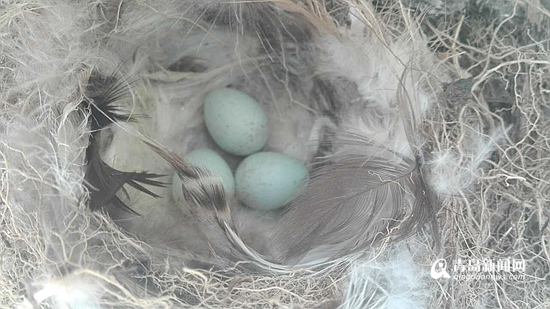 青岛儿童自制鸟巢 2天后发现3颗蓝色鸟蛋