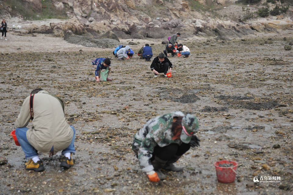 五一假期去挖蛤蜊喽 今年的红岛蛤蜊个大味美