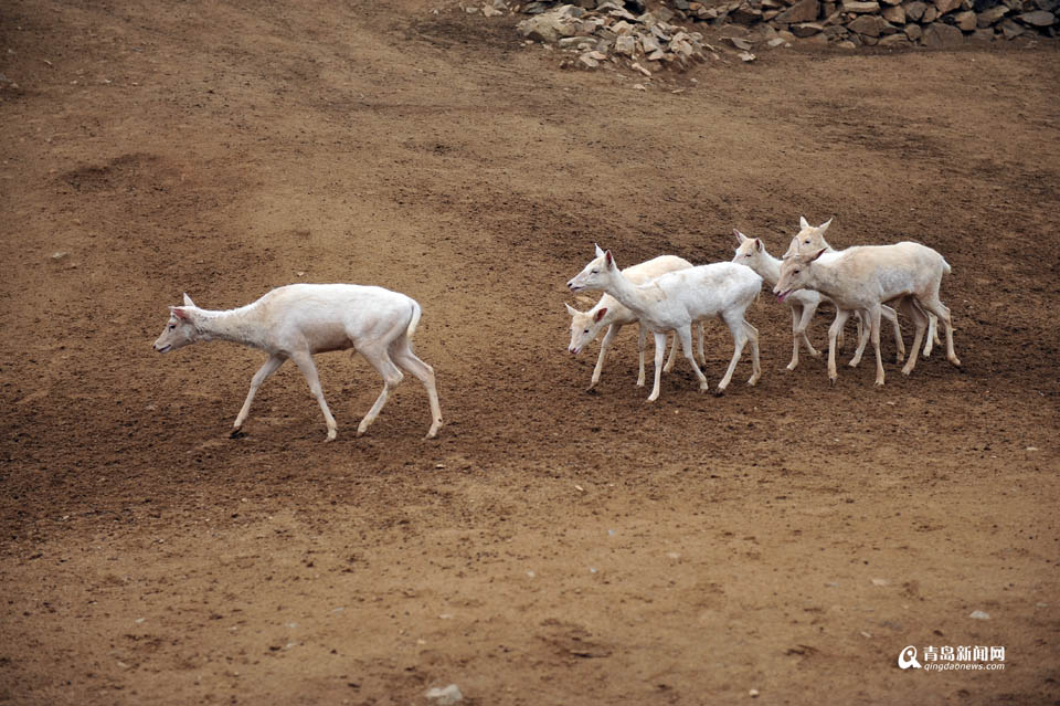 青岛再添斑马宝宝 6只白黇鹿安家野生动物世界