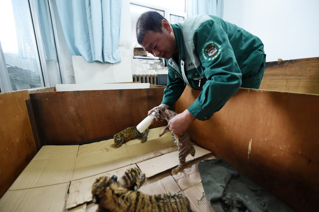 4月24日，中国横道河子猫科动物饲养繁育中心工作人员给“虎宝宝”喂奶。新华社记者 王建威 摄