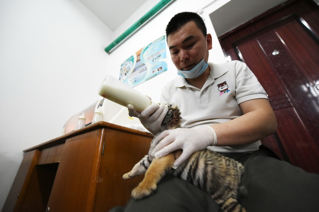 4月24日，中国横道河子猫科动物饲养繁育中心工作人员给“虎宝宝”喂奶。新华社记者 王建威 摄