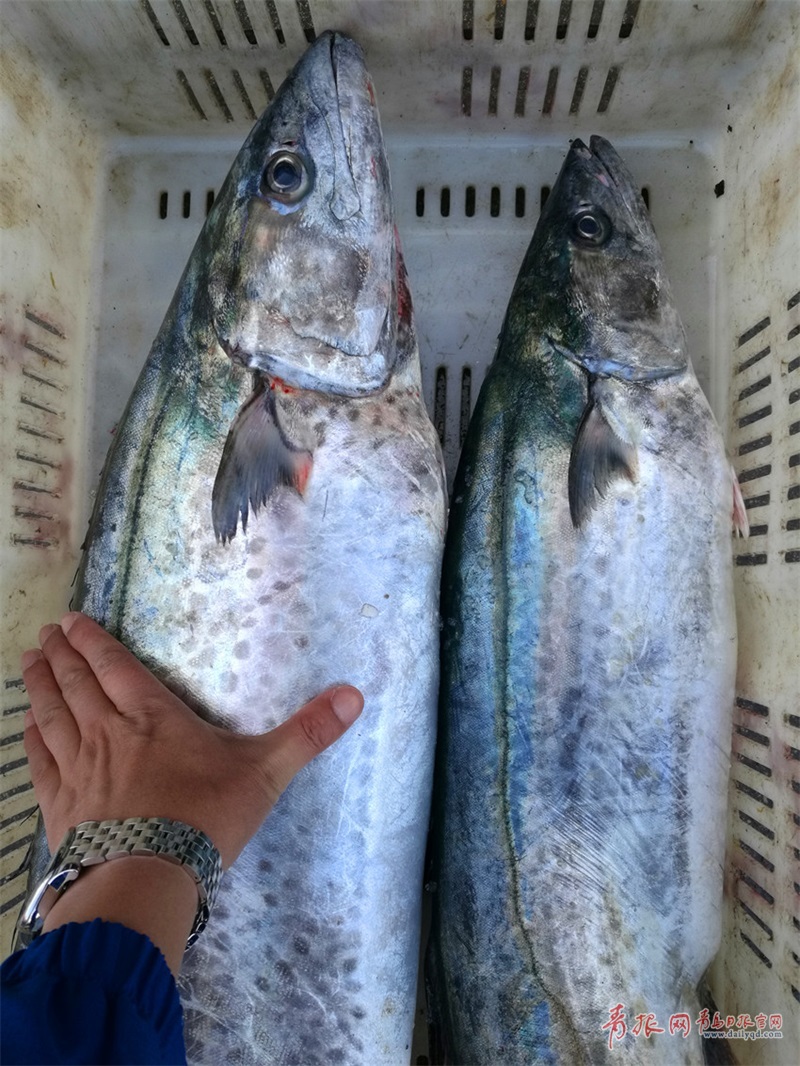 休渔期将至海鲜热销 鲜鲅鱼价格实惠每斤35元