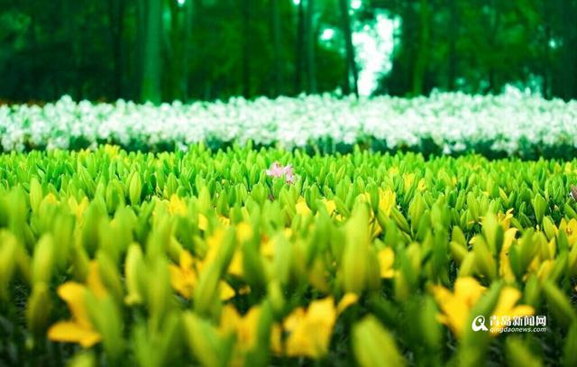 高清:假期约起来吧 10万株百合花绽放世博园
