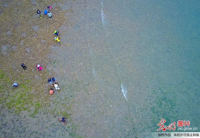 组图：挖蛤蜊抓螃蟹 航拍青岛前海赶海盛景