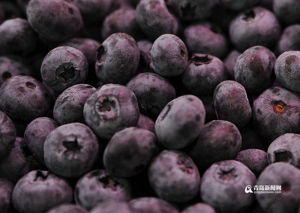 高清：本地蓝莓抢鲜上市 每斤70元价格小贵