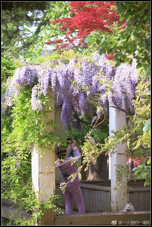 五月赏花去哪儿？青岛这片紫藤萝瀑布美得不可方物
