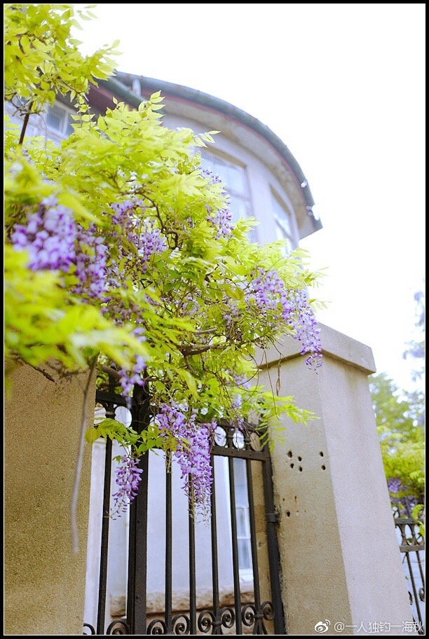 五月赏花去哪儿？青岛这片紫藤萝瀑布美得不可方物