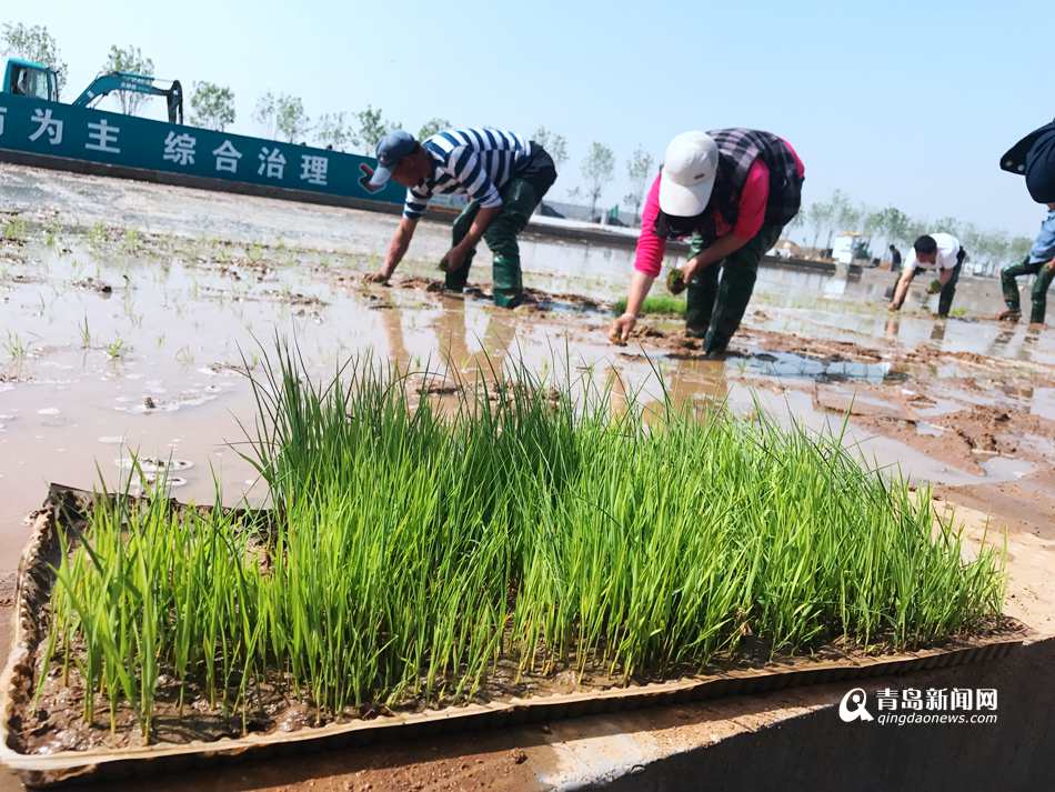 高清:青岛海水稻研发中心揭牌 首代稻11月收获
