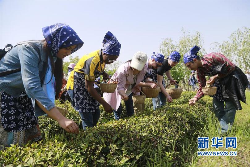 留学生体验中国茶文化 采茶泡茶像模像样