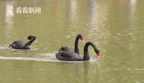 上海徐家汇公园黑天鹅被人偷回家炖萝卜吃(图)