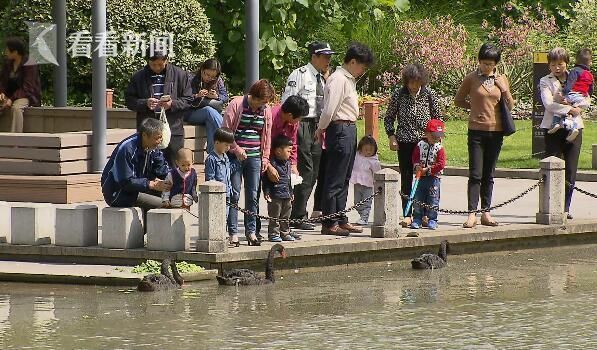 上海徐家汇公园黑天鹅被人偷回家炖萝卜吃(图)