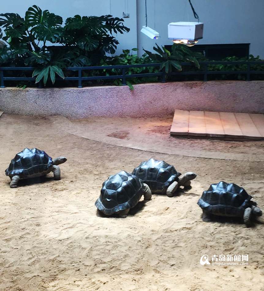 高清:毛里求斯国宝象龟发请帖 邀学生免费来玩