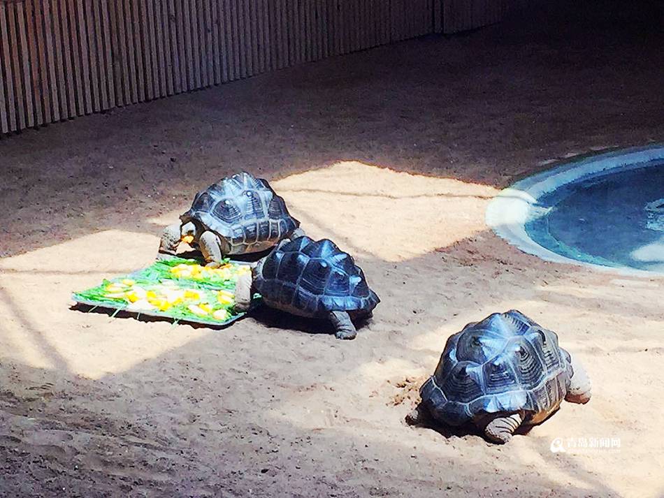 高清:毛里求斯国宝象龟发请帖 邀学生免费来玩