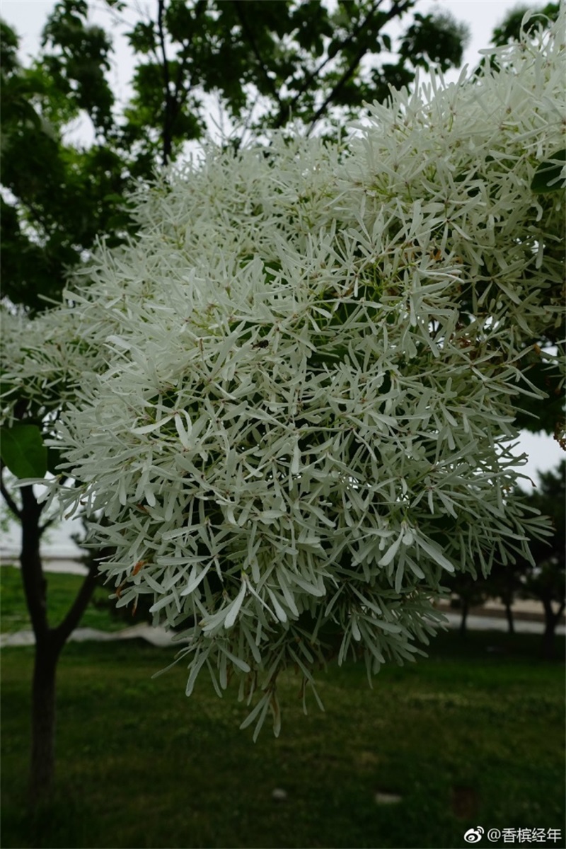 青岛流苏花迎盛花期 如云似雪花香四溢(组图)