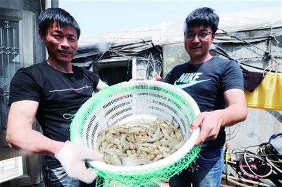 休渔10多天 本地养殖对虾开始收获