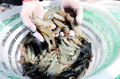 休渔10多天 本地养殖对虾开始收获
