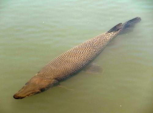 巨型食肉鱼入侵日本 体长超1米外形似鳄鱼(图)