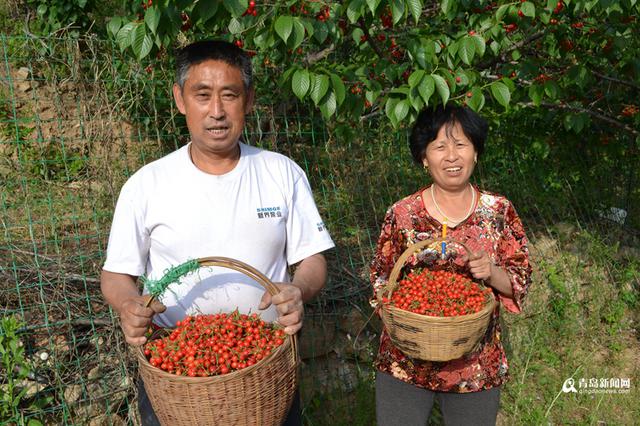 高清:错过等一年 山色峪樱桃本周迎最佳采摘期