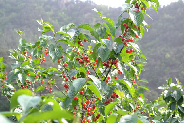 高清:错过等一年 山色峪樱桃本周迎最佳采摘期