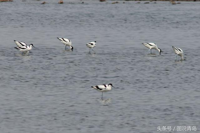 青岛进入最佳观鸟季 鸻鹬类候鸟扎堆沿海湿地