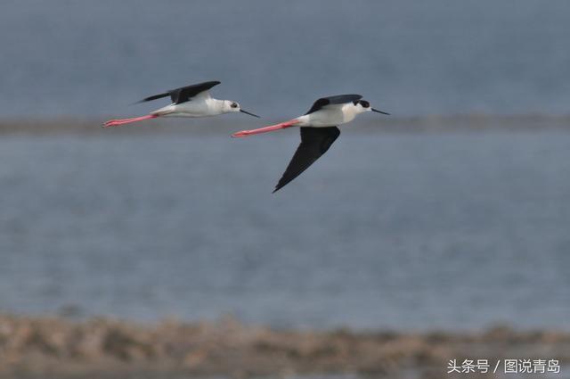 青岛进入最佳观鸟季 鸻鹬类候鸟扎堆沿海湿地