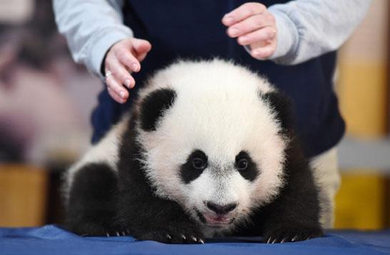 旅美大熊猫美香母子分离后焦急找宝宝看哭网友