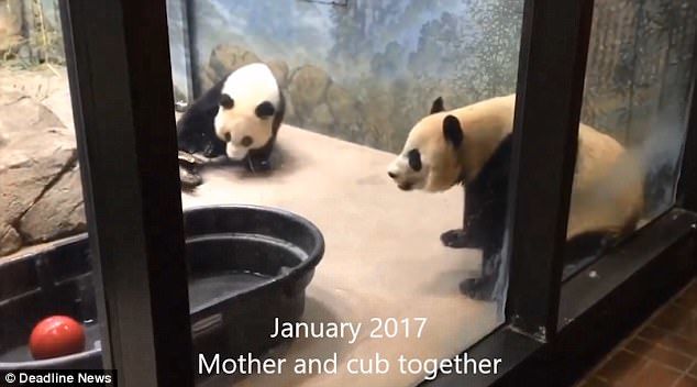 旅美大熊猫美香母子分离后焦急找宝宝看哭网友