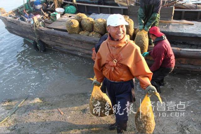 清蒸or辣炒!即墨5万亩蛤蜊丰收 每天收十万斤
