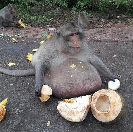 猴子吃成15公斤胖叔 因超重被送减肥营运动(图)