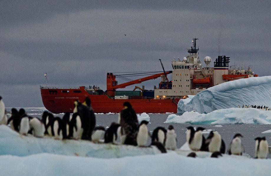 气候变暖南极生态变样 企鹅被迫找新家(图)