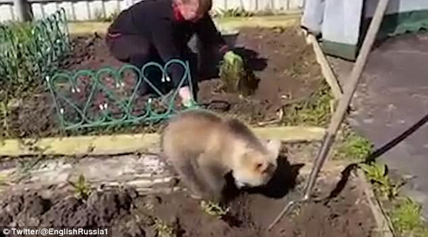 俄罗斯人的日常 小熊“帮助”园丁翻土种土豆