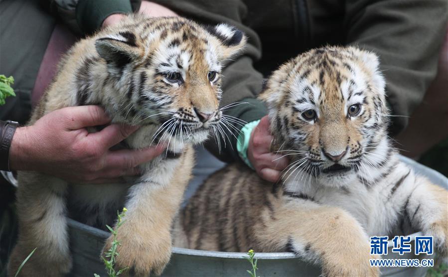 动物园双胞胎小老虎见游客 相互嬉戏萌翻众人