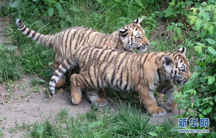 动物园双胞胎小老虎见游客 相互嬉戏萌翻众人