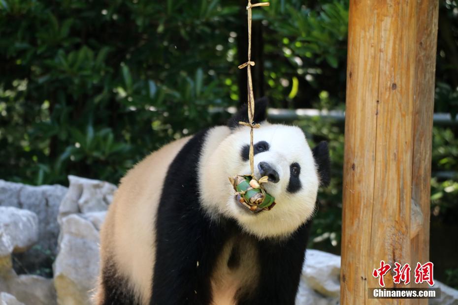 扬州一动物园大熊猫品尝粽子 吃相萌翻了