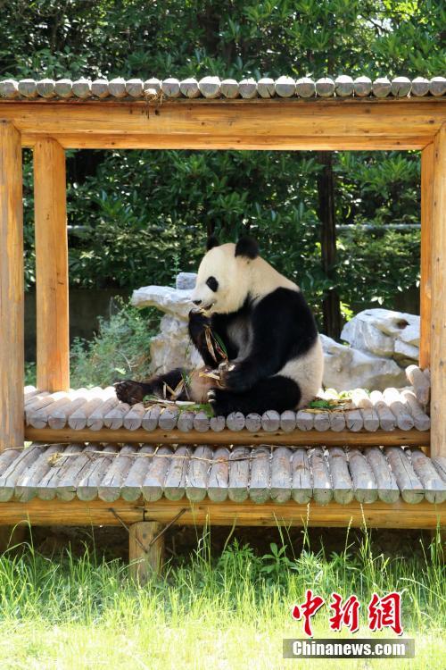 扬州一动物园大熊猫品尝粽子 吃相萌翻了