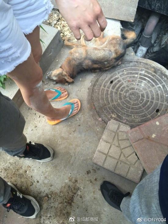 天津一所大学管理流浪狗 被曝将狗封死在墙里