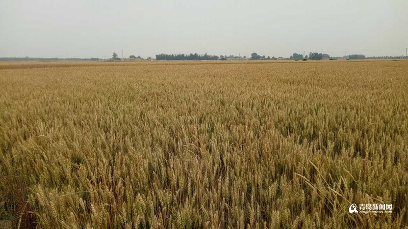 金色的麦浪 本周青岛小麦进入收获期
