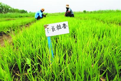 国内第一代海水稻在青岛试种成功 试点稻鱼共生