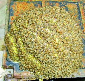 老人捅蜂窝捅出奇迹 意外发现濒临灭绝中华蜜蜂