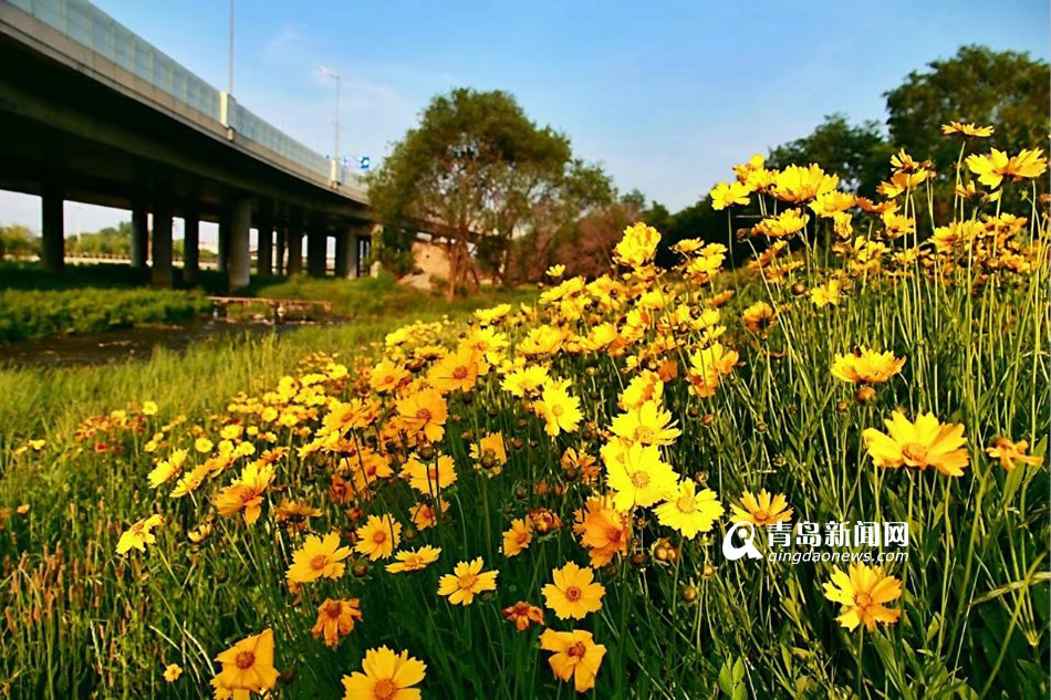 高清：看胜利桥下的隐世美景 漫山遍野小黄花