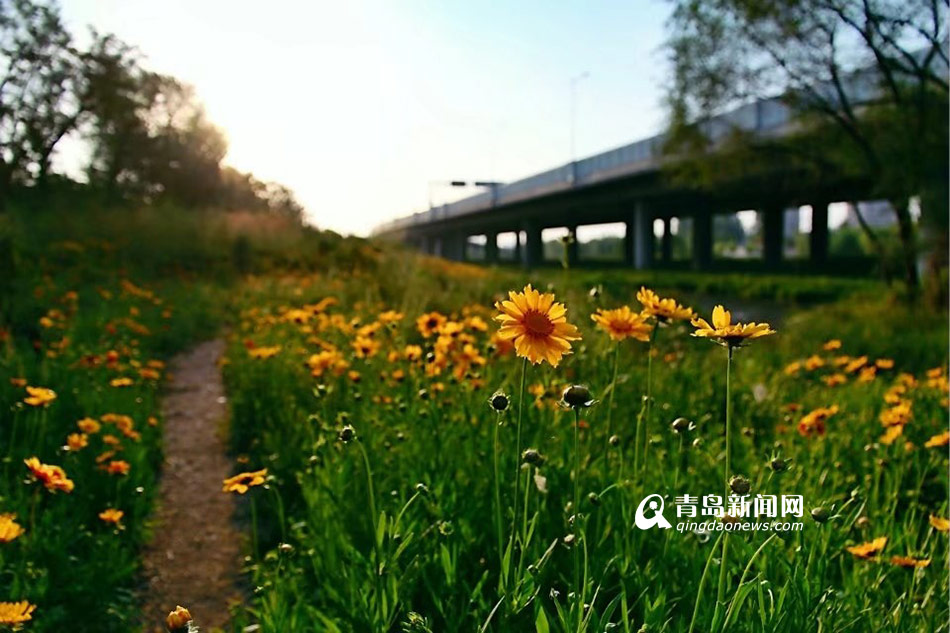 高清：看胜利桥下的隐世美景 漫山遍野小黄花