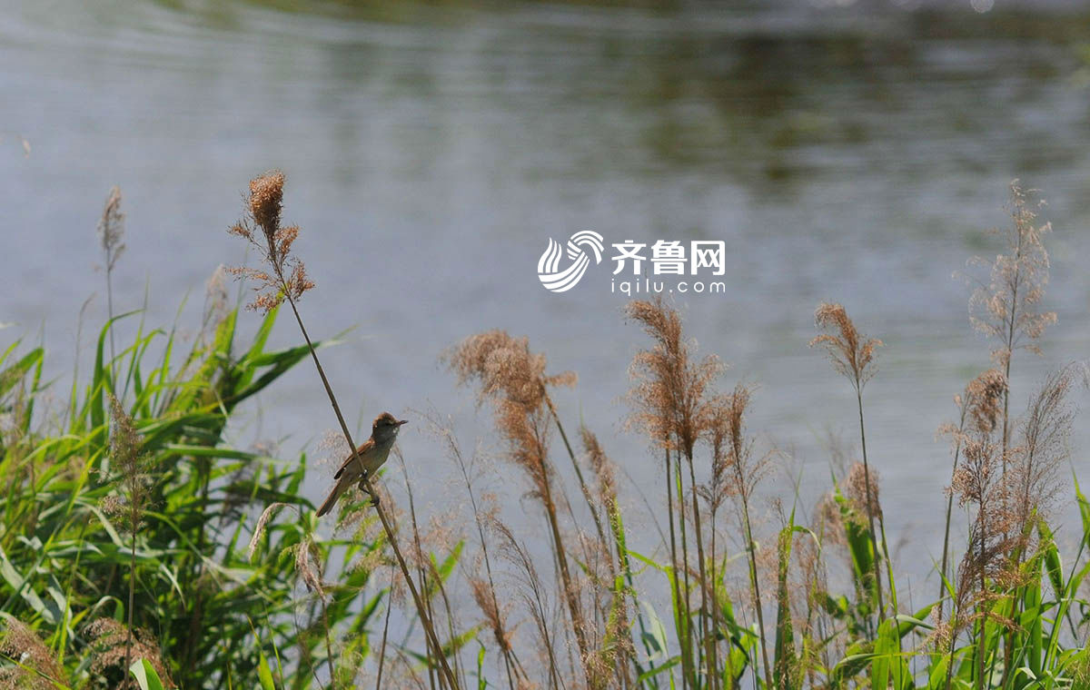 迎世界环境日 青岛多功能生态湿地美如画