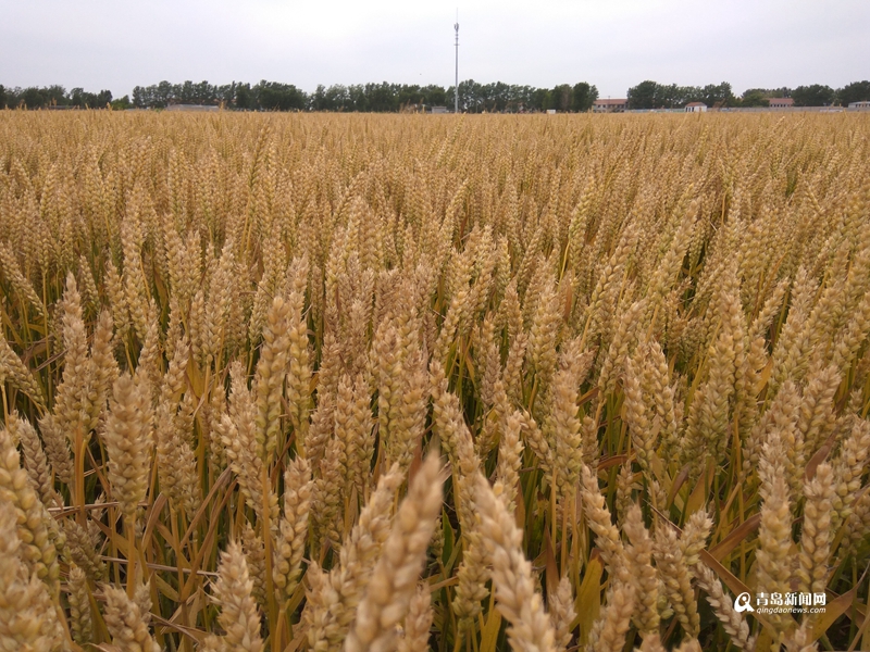 组图:青岛小麦已收割15% 旱情较重或影响夏播