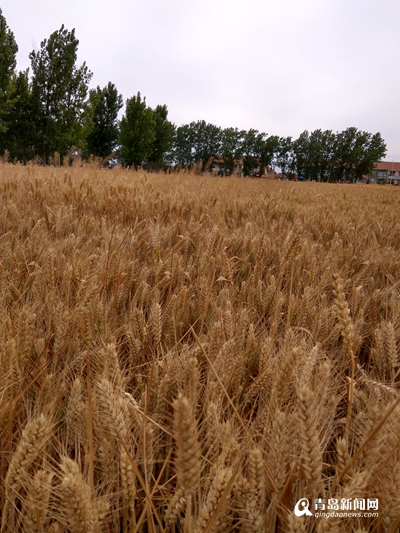 组图:青岛小麦已收割15% 旱情较重或影响夏播