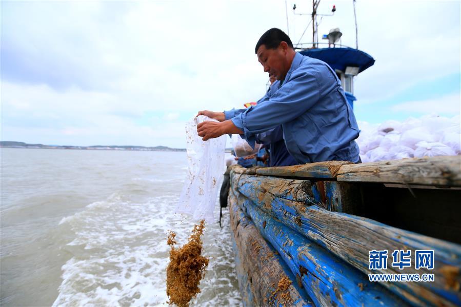 渔民田横岛海域放流 梭子蟹苗堆满甲板