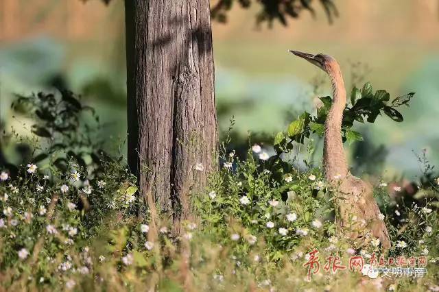 稀罕！国家二级保护鸟类草鹭再现青岛中山公园