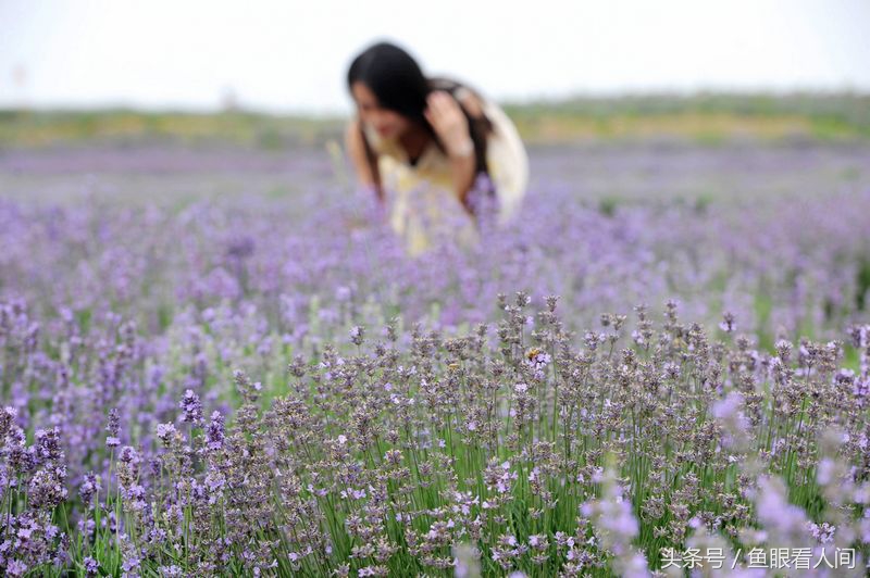 开启紫色梦幻季 青岛最美的薰衣草花海