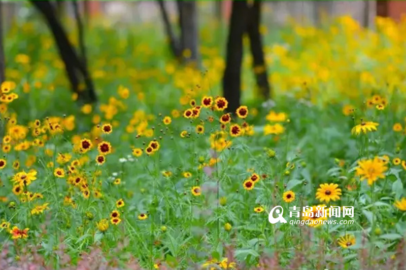 高清：实拍夏日沧口公园 满目绿植花开正艳